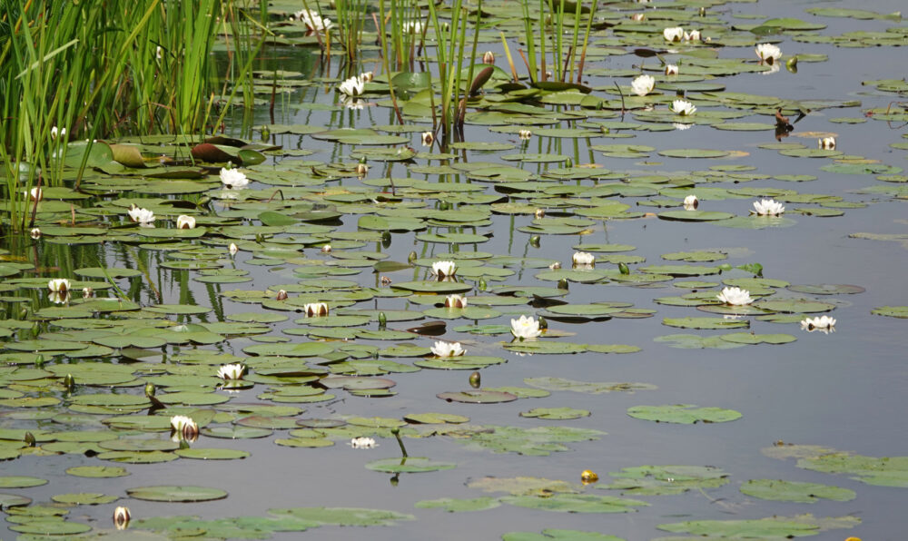 Witte waterlelies Gouw (Onlanden)