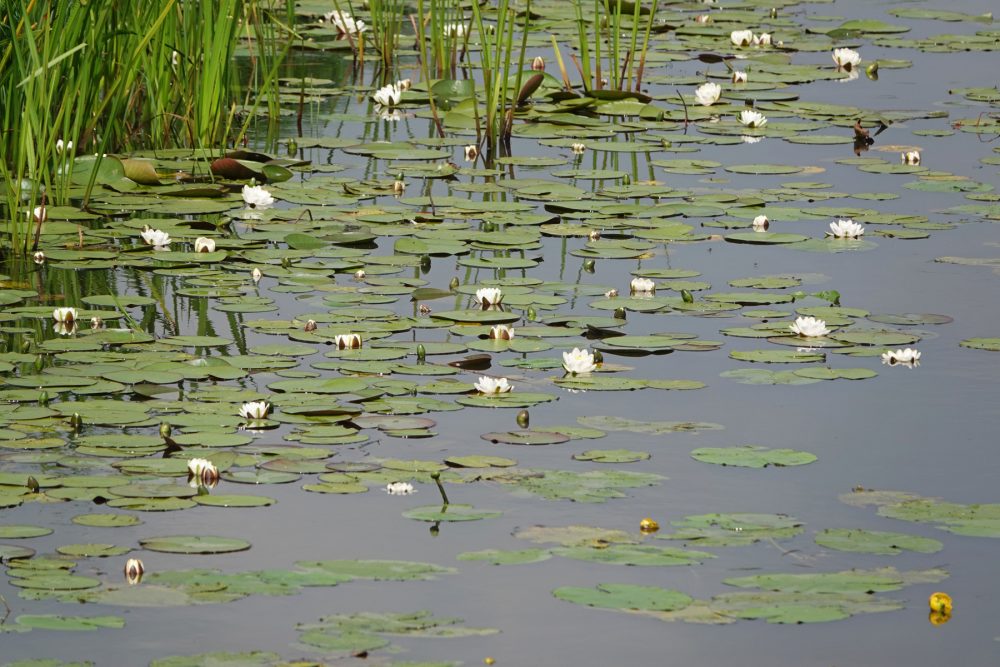 Waterlelies Gouw (Onlanden)