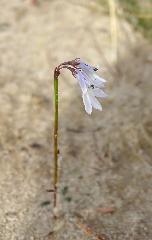 Waterlobelia