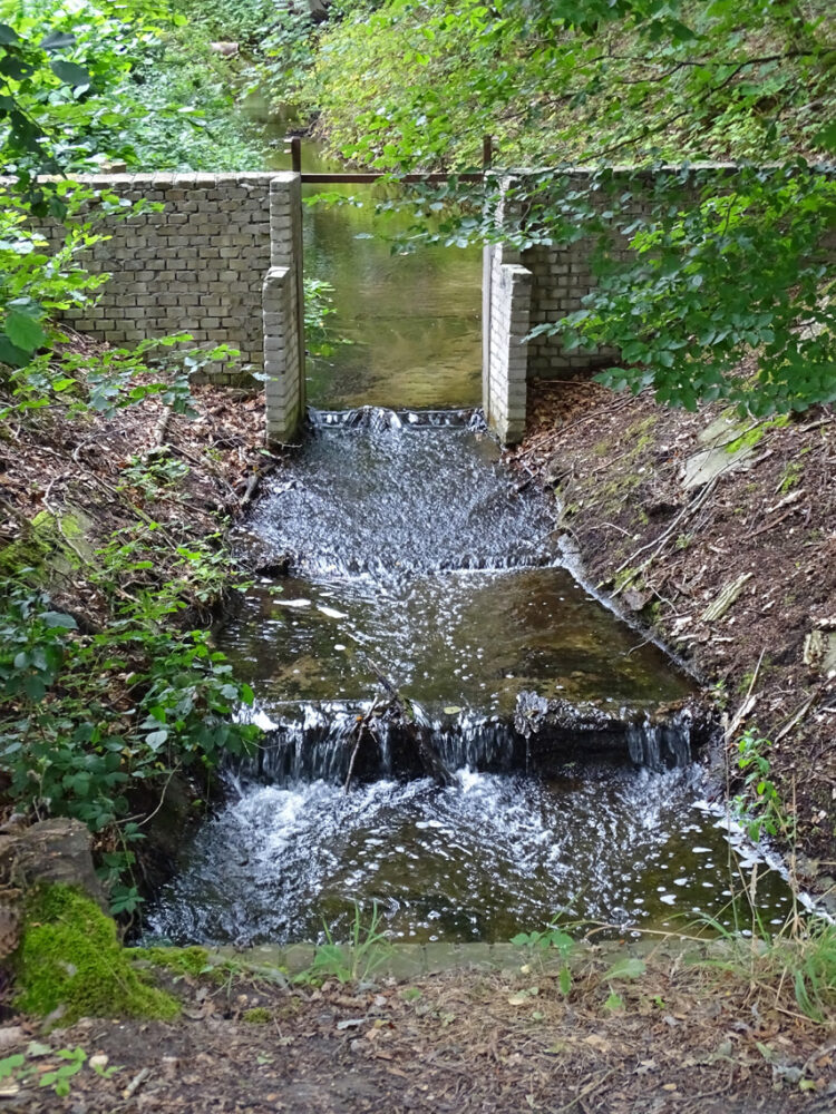 Waterloopbos