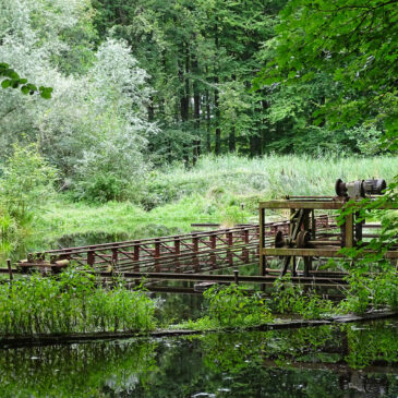 Waterloopbos