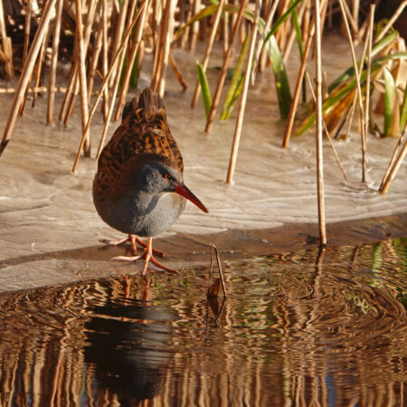 Waterral langs Eelderdiep