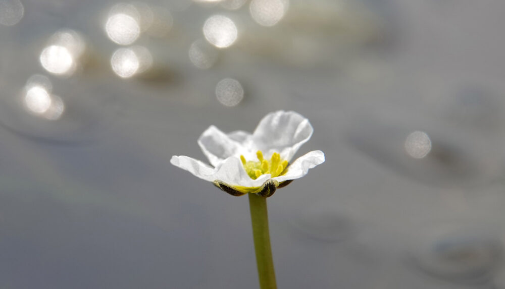 Waterranonkel spec.