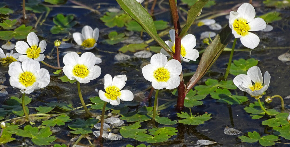 Waterranonkel spec.