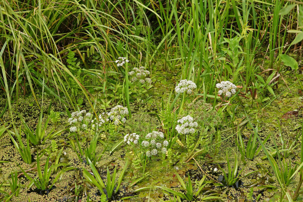 Waterscheerling (Onlanden)