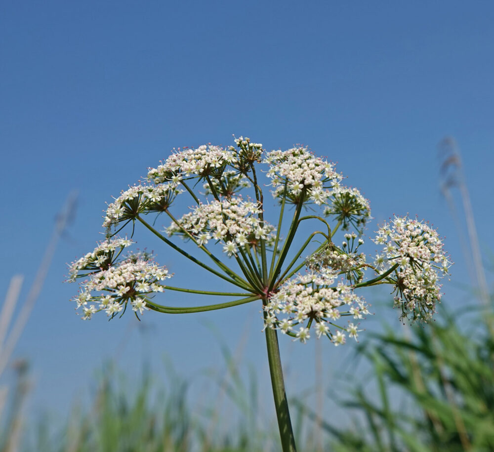 Waterscheerling