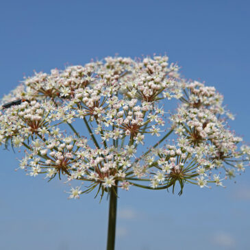 Waterscheerling