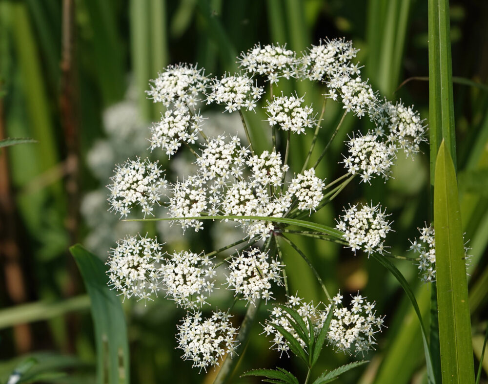 Waterscheerling