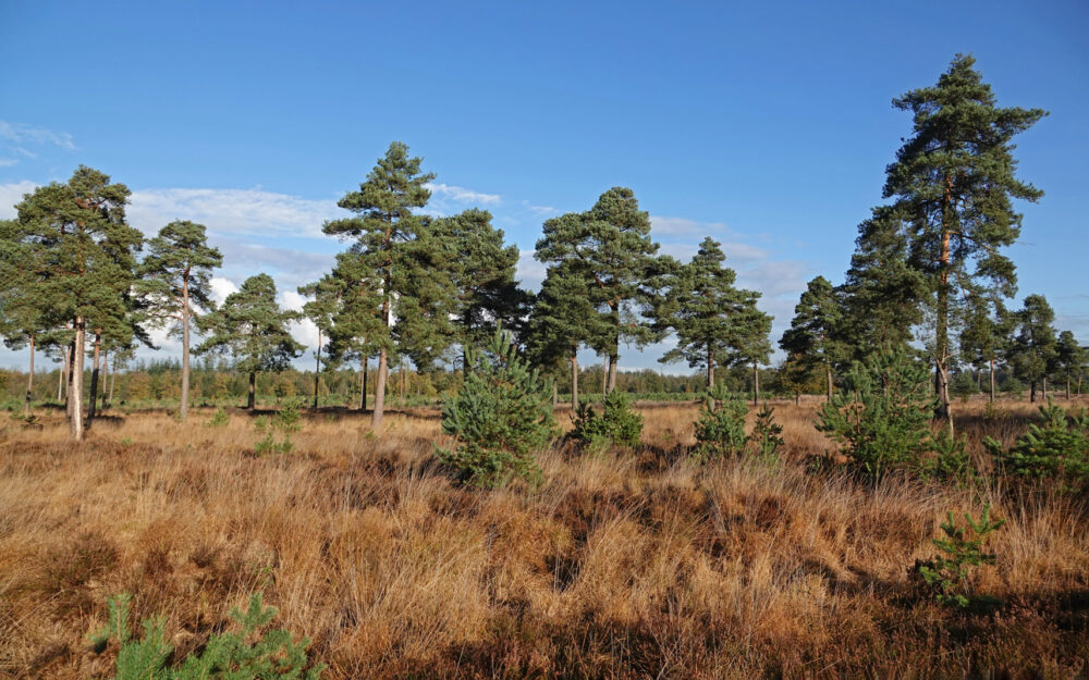 Waterseveld (NP Drents-Friese Wold)