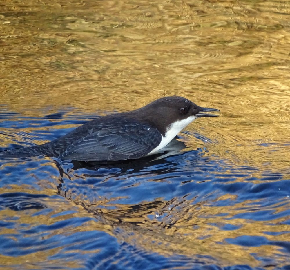 Waterspreeuw