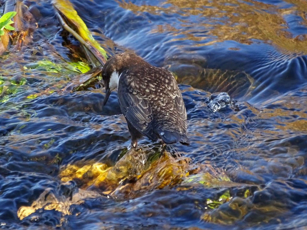 Waterspreeuw