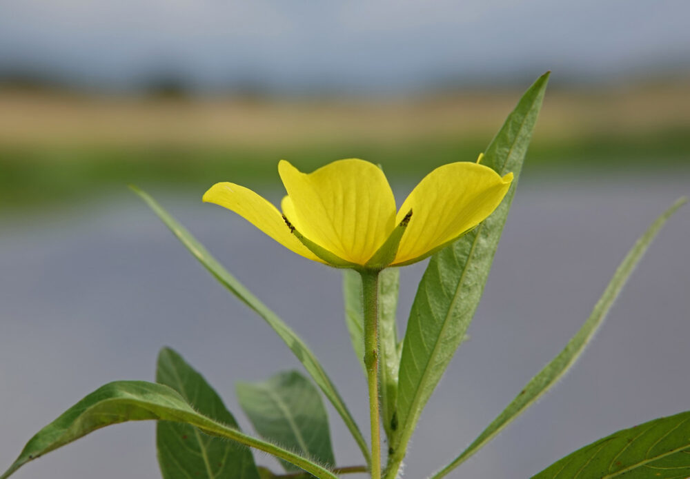 Waterteunisbloem