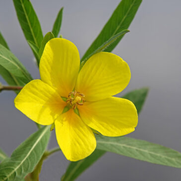Waterteunisbloem
