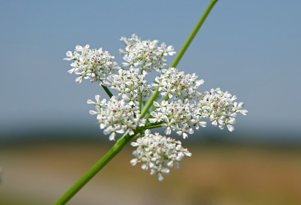 Watertorkruid