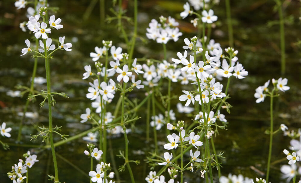 Waterviolier
