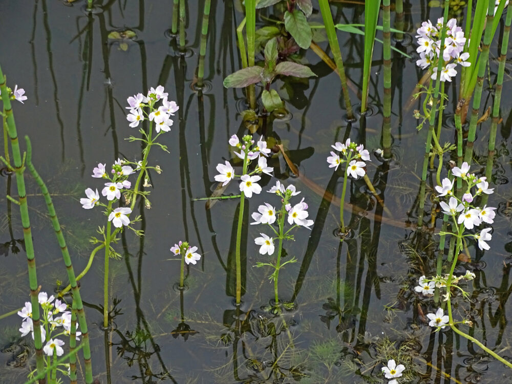 Waterviolier