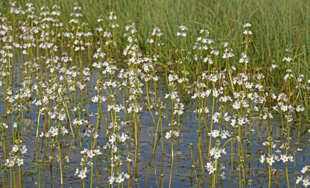 Waterviolier