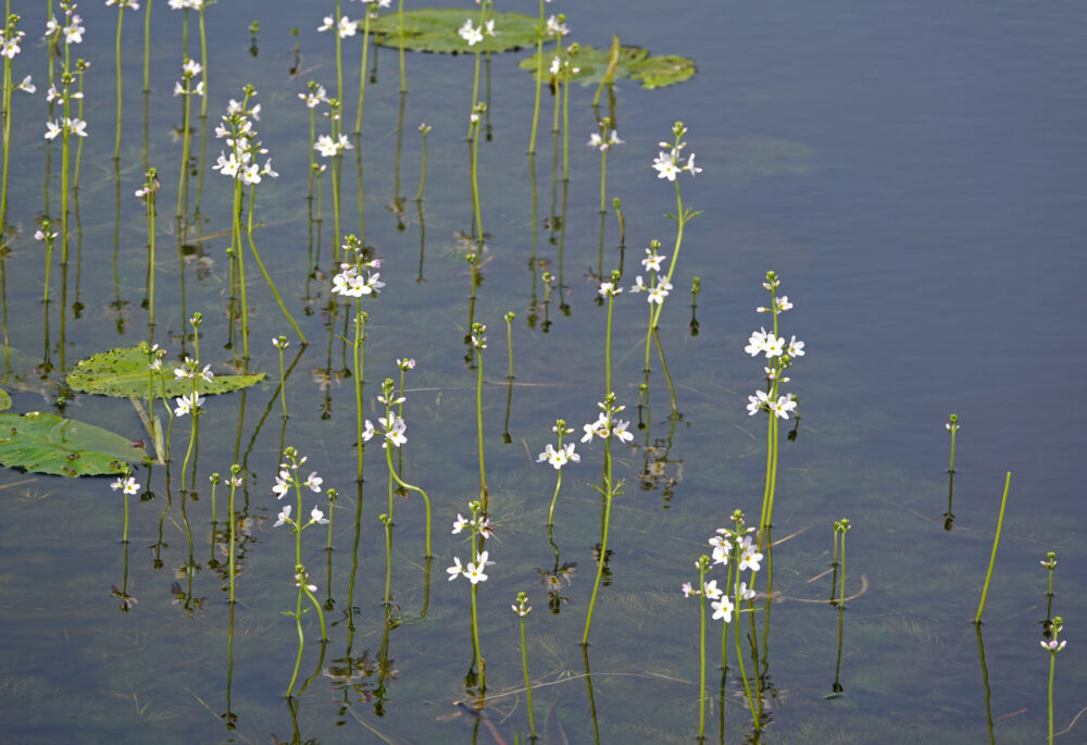 Waterviolier