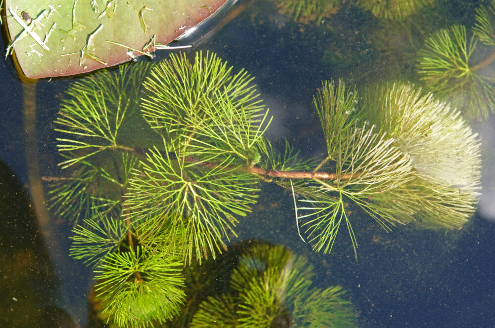Waterwaaier
