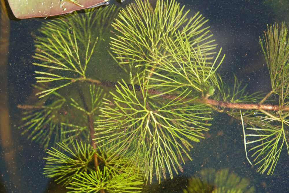 Waterwaaier