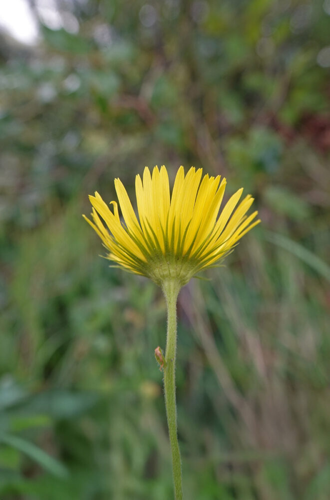 Weegbreezonnebloem