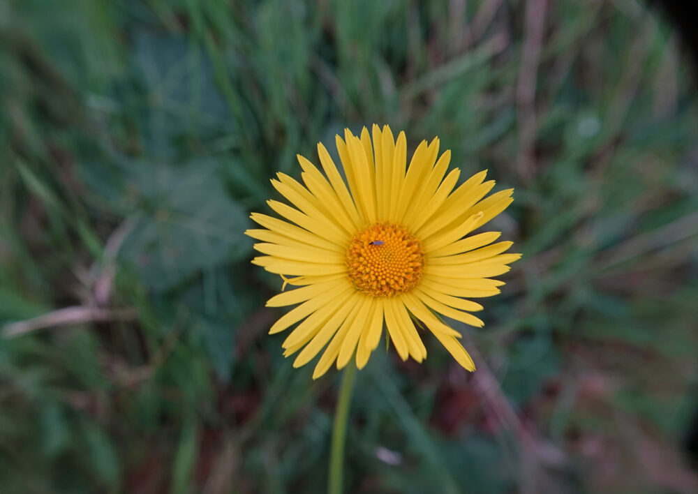Weegbreezonnebloem