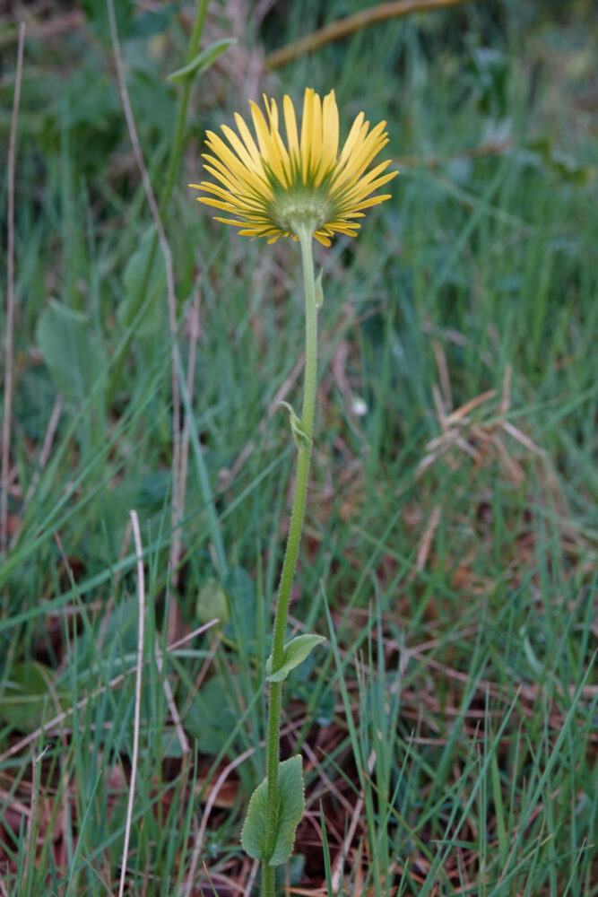 Weegbreezonnebloem