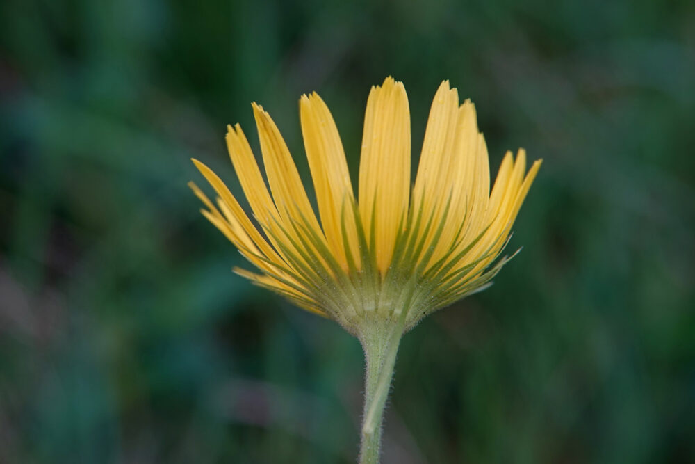 Weegbreezonnebloem