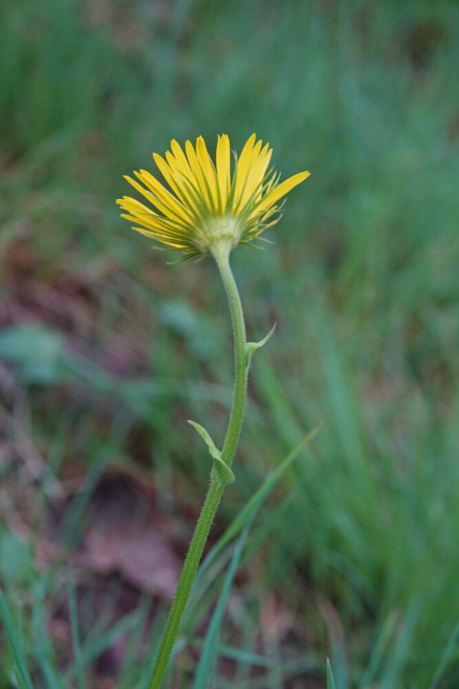 Weegbreezonnebloem