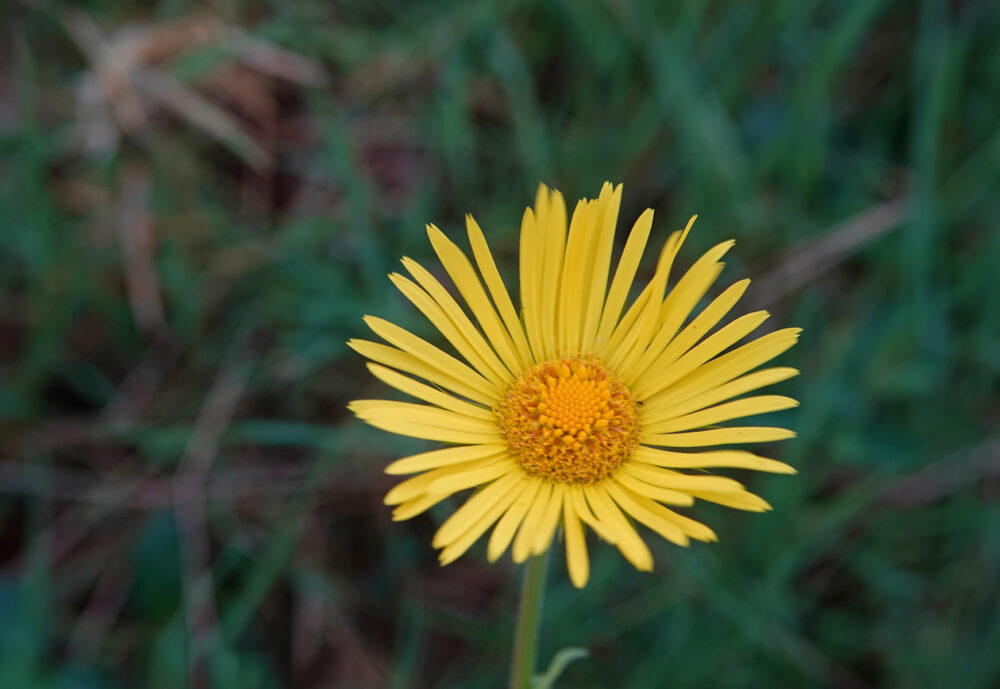Weegbreezonnebloem