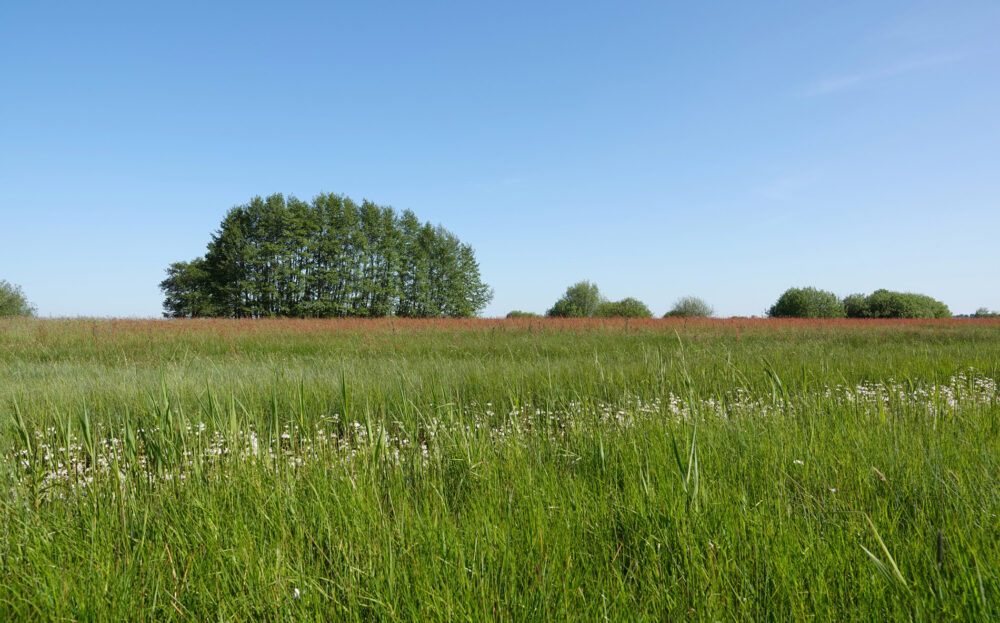 Weeringsbroeken (Onlanden)
