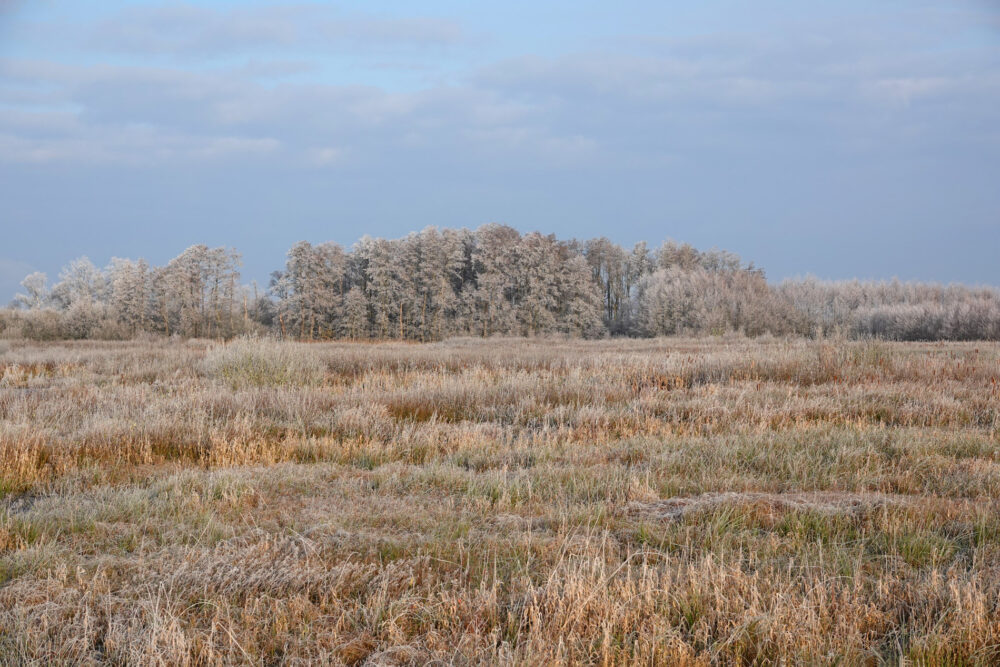 Weeringsbroeken in de rijp