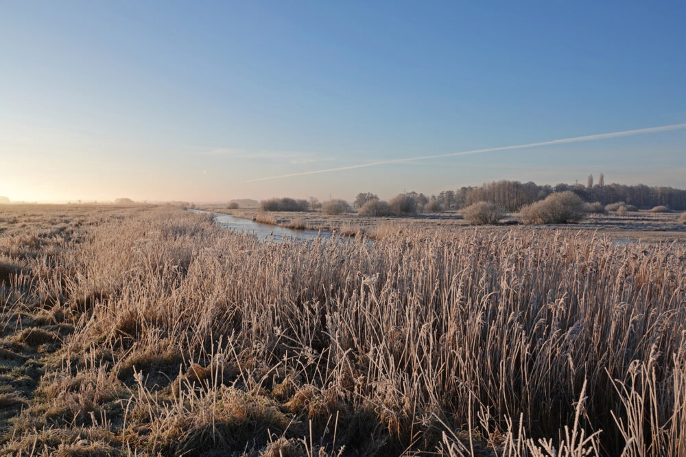 Weeringsbroeken in de rijp (Onlanden)