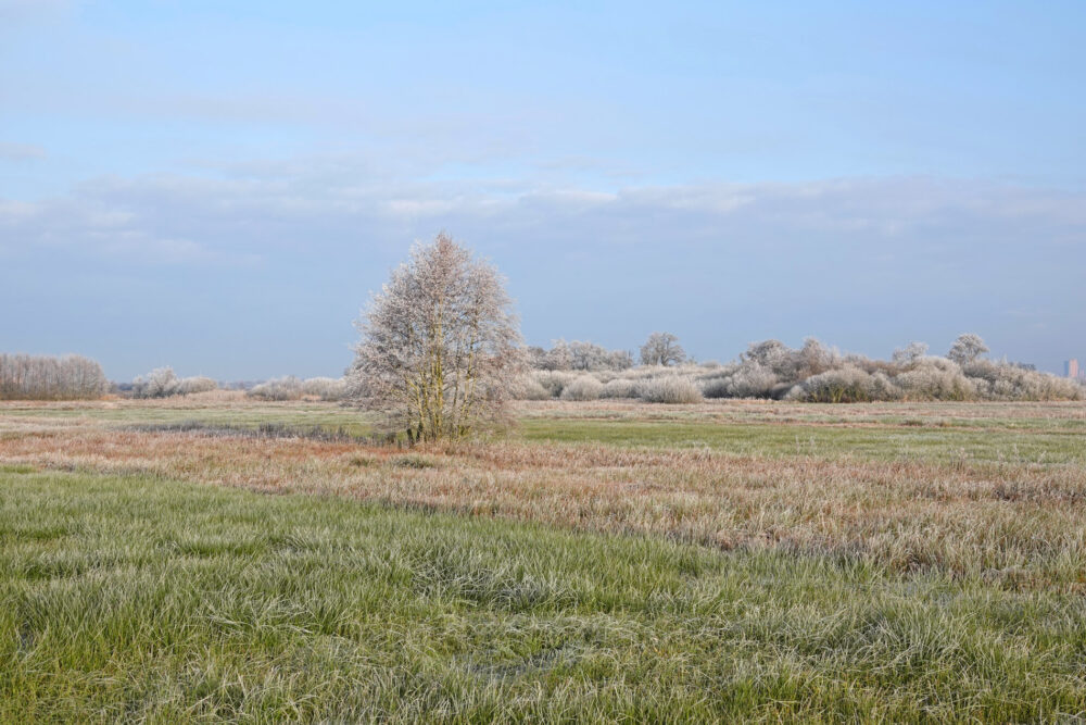 Weeringsbroeken in de rijp