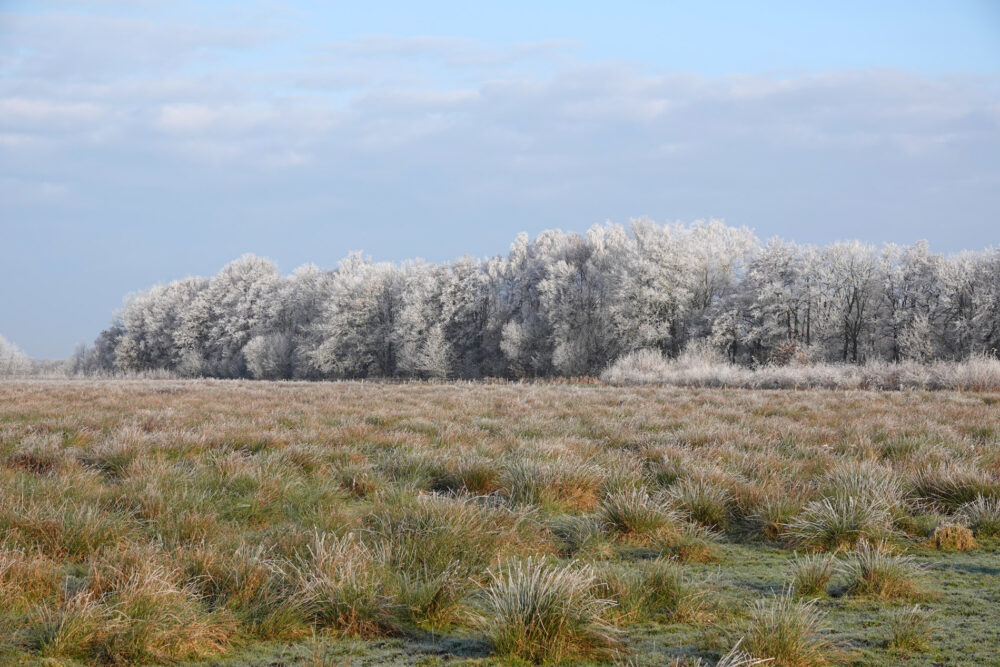 Weeringsbroeken in de rijp