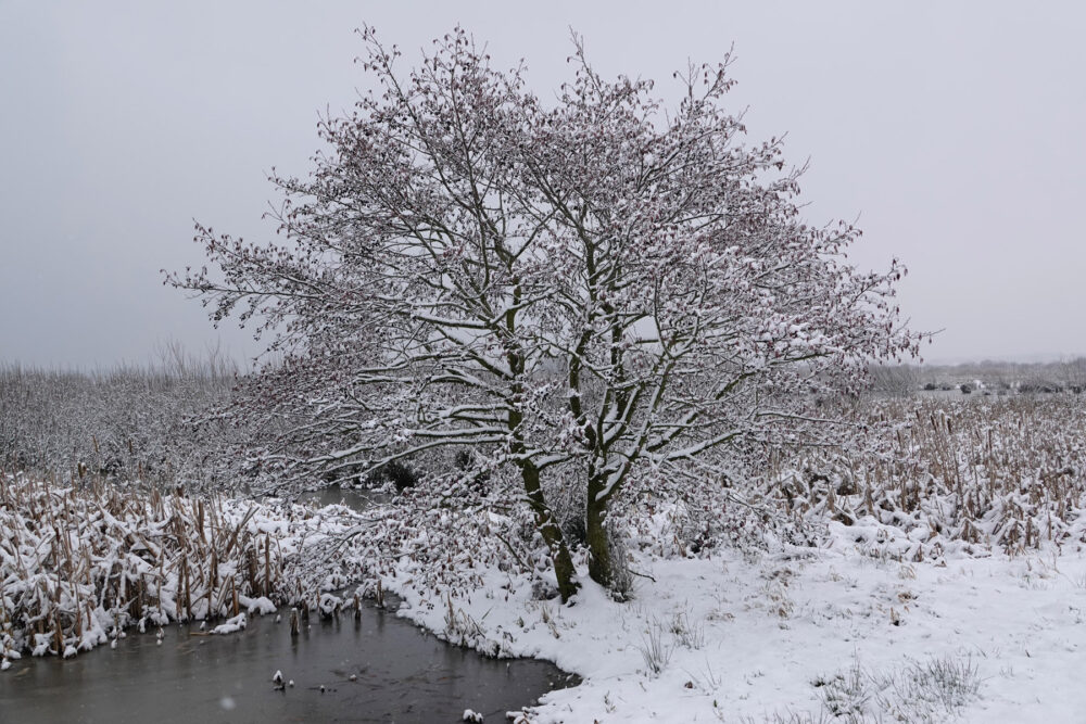 Weeringsbroeken in de sneeuw (Onlanden)