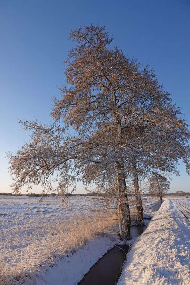Weeringsbroeken in de winter