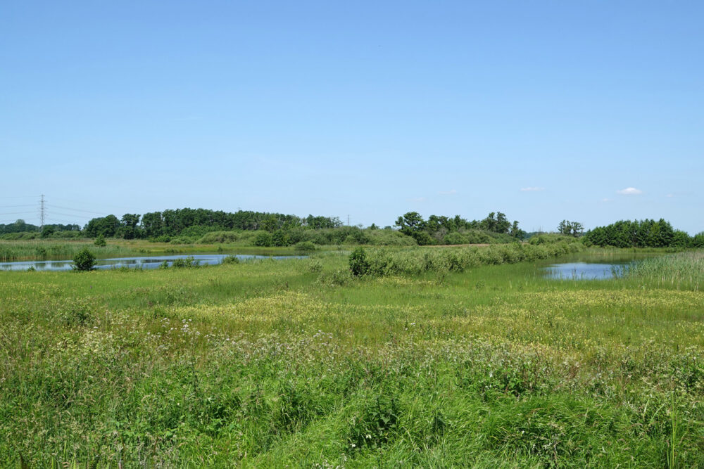 Weeringsbroeken in de zomer (Onlanden)