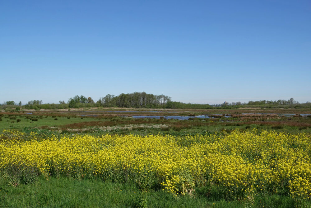 Weeringsbroeken in het voorjaar