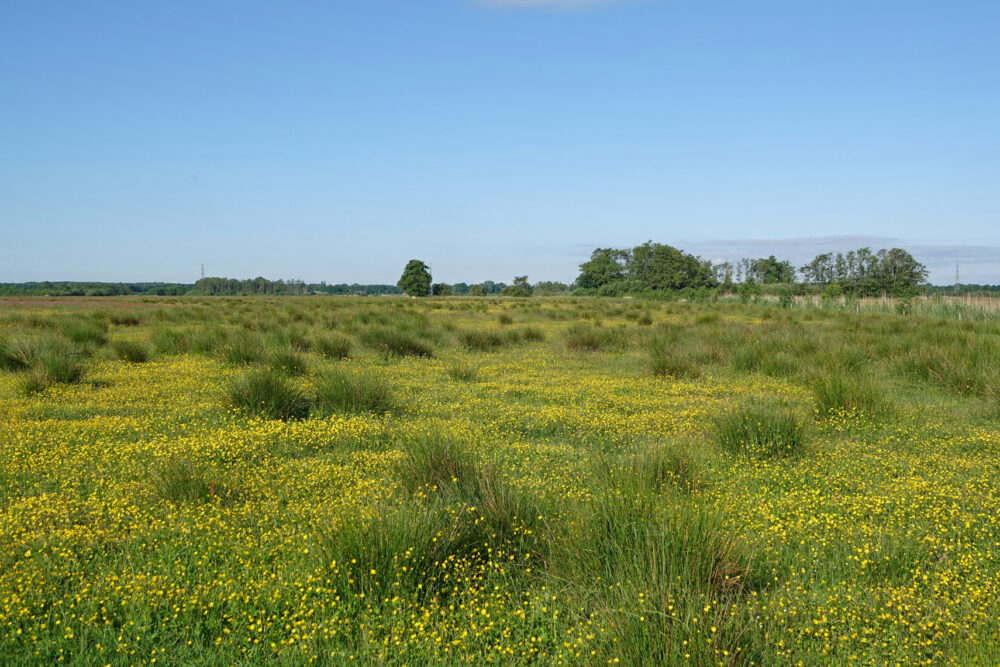 Weeringsbroeken in het voorjaar (Onlanden)