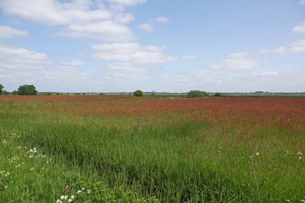 Weeringsbroeken in het voorjaar (Onlanden)