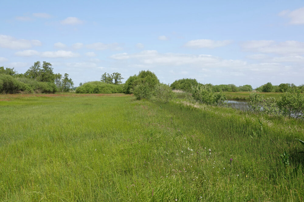 Weeringsbroeken in het voorjaar (Onlanden)