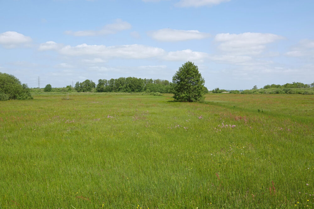 Weeringsbroeken in het voorjaar (Onlanden)