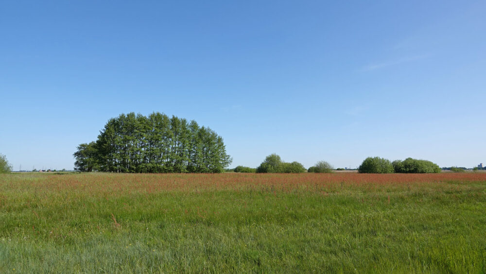 Weeringsbroeken in het voorjaar (Onlanden)
