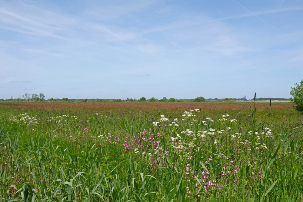 Weeringsbroeken in het voorjaar (Onlanden)