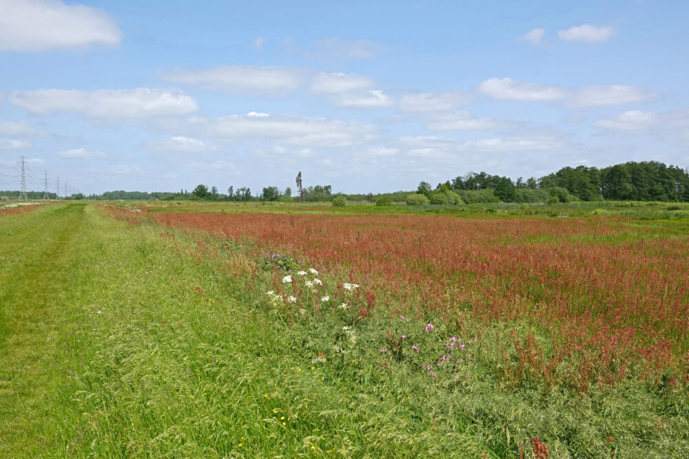 Weeringsbroeken in het voorjaar (Onlanden)