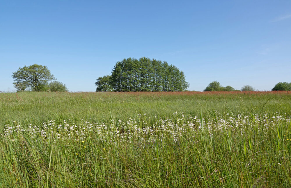 Weeringsbroeken in het voorjaar (Onlanden)