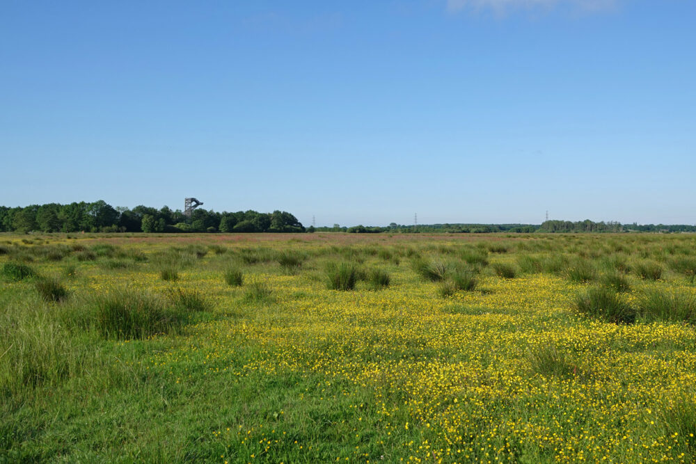 Weeringsbroeken in het voorjaar (Onlanden)