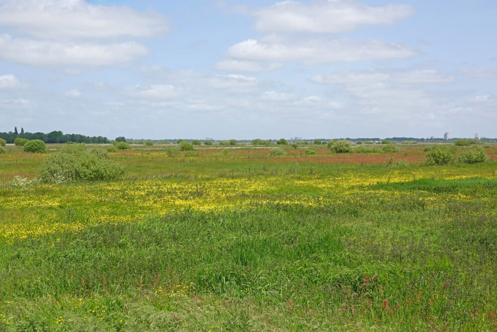 Weeringsbroeken in het voorjaar (Onlanden)