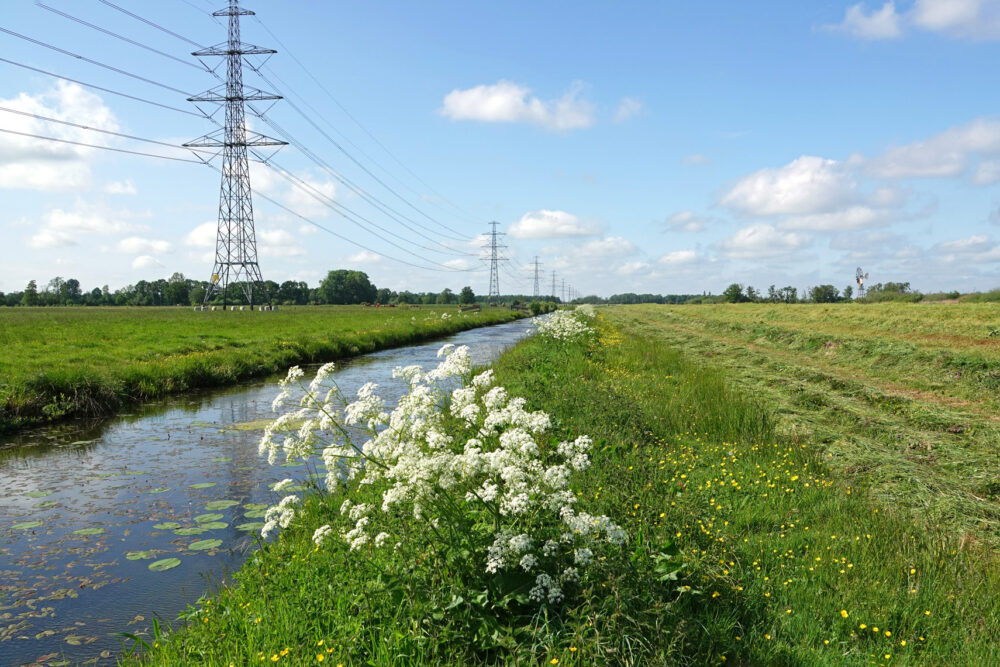 Weeringsbroeken in het voorjaar